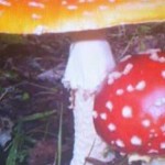 d8d9cfb86dacf27610c695dedade6096.jpg