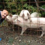 spalletti-maiali-e1477813783813