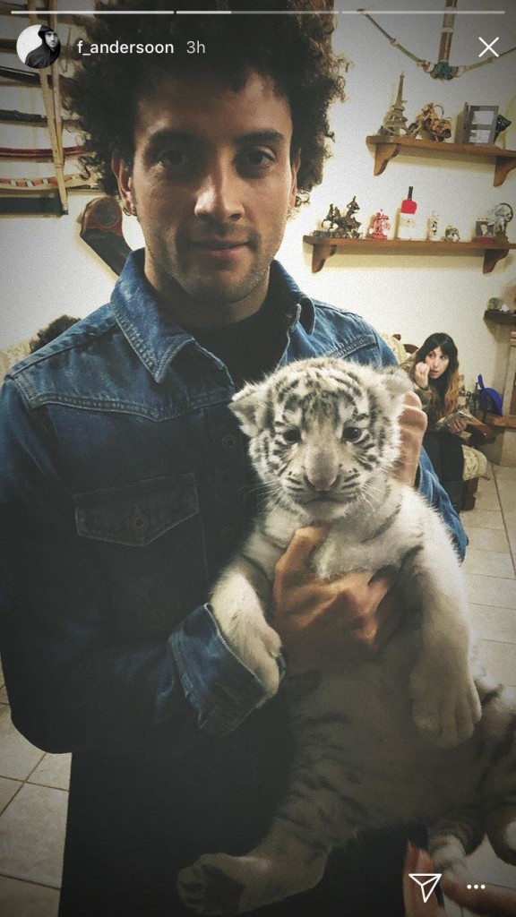 anderson-tigre