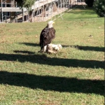 Berisha omaggia Olympia