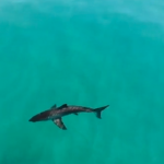 schermata-2019-06-27-alle-16-47-40