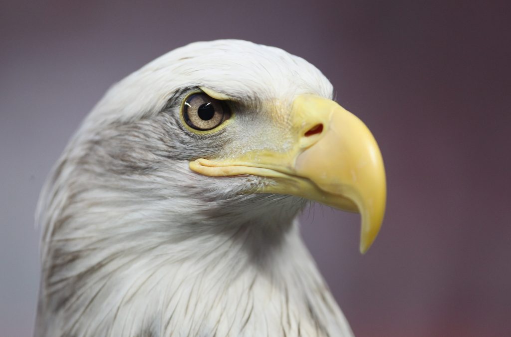 Vitoria, l'aquila simbolo del Benfica