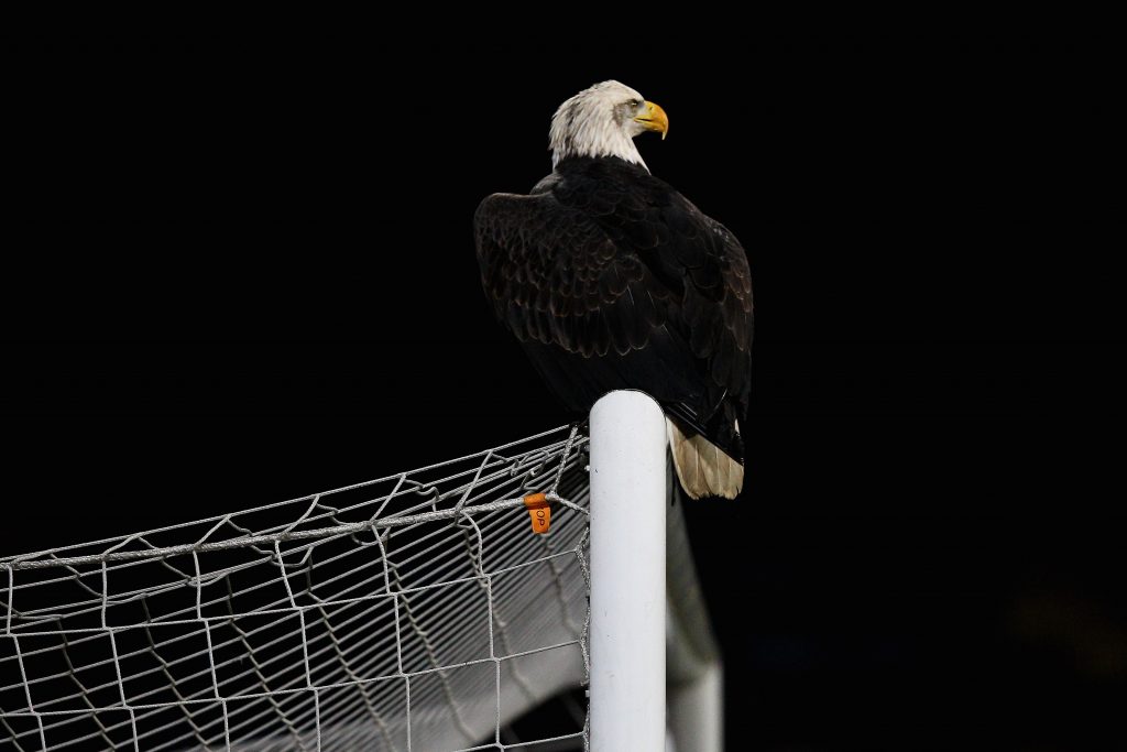 Crystal Palace v Birmingham City - npower Championship